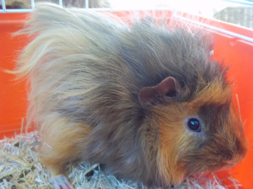 Beige Guinea Pig