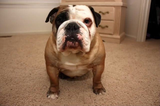 IMAGE: http://i849.photobucket.com/albums/ab53/baguado/First%20pix%20with%20430EX%20II/IMG_6337-1.jpg