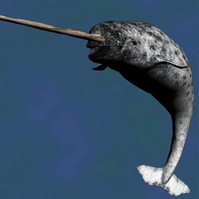 image: narwhal