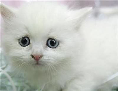 image: sad-kitteh