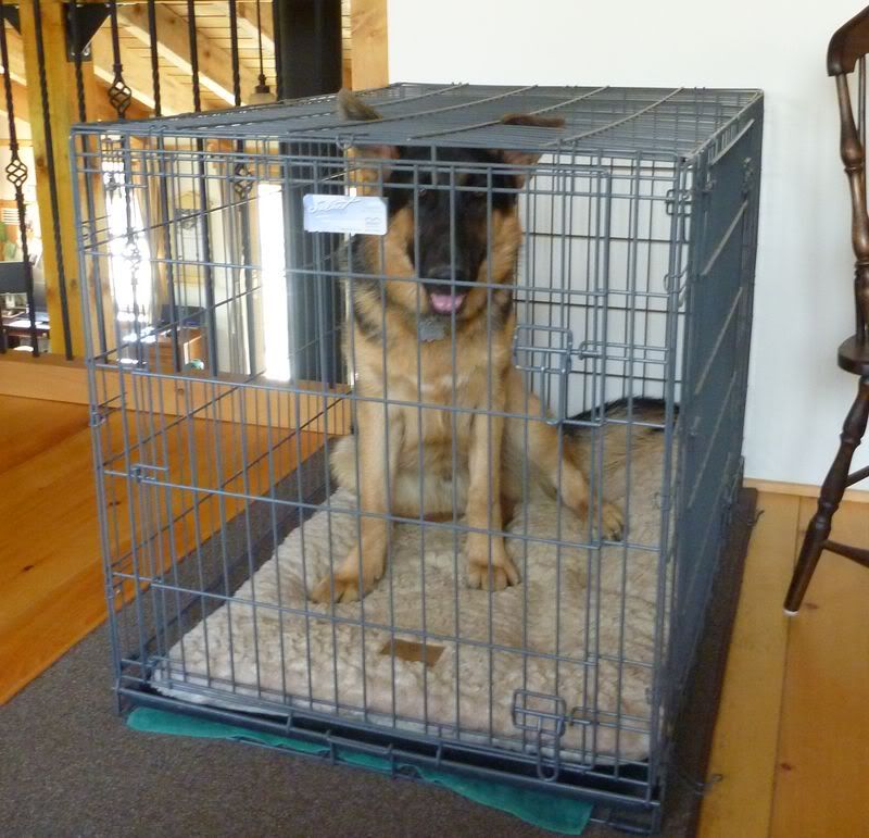 Crate setup pictures German Shepherd Dog Forums