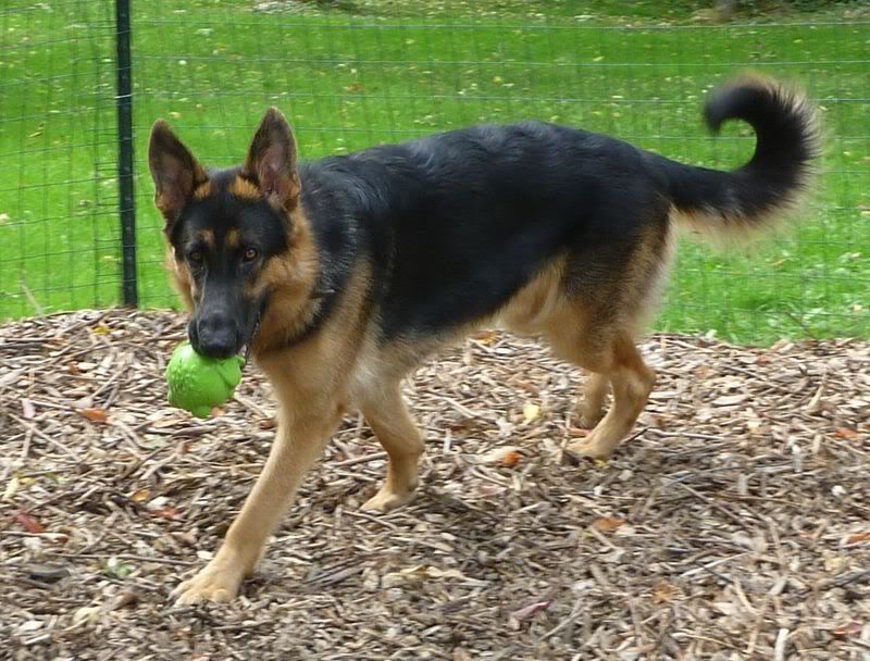 German shepherd tail sales curled up