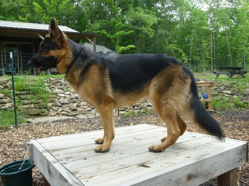 darby dan german shepherds