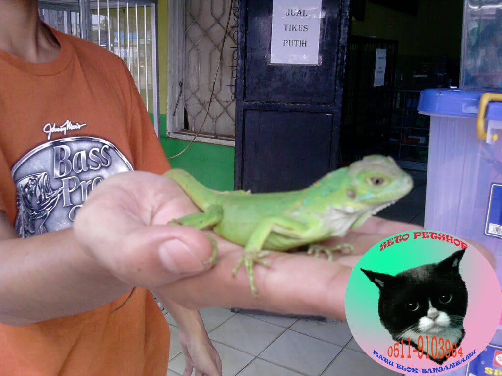 iguana anakan