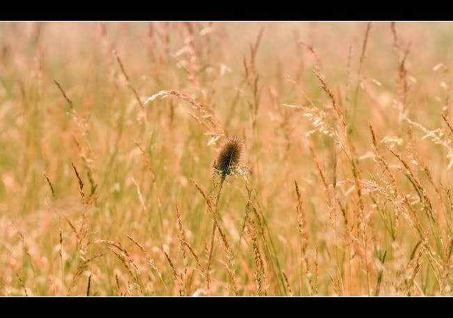 IMAGE: http://i849.photobucket.com/albums/ab58/MattPetley/IMG_3933.jpg