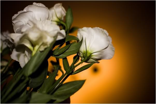 IMAGE: http://i849.photobucket.com/albums/ab58/MattPetley/IMG_5699resize.jpg