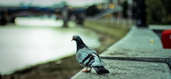 IMAGE: http://i849.photobucket.com/albums/ab58/MattPetley/IMG_6792.jpg