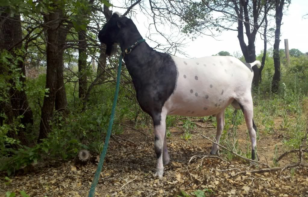 New buck is home! (pics) - Goats