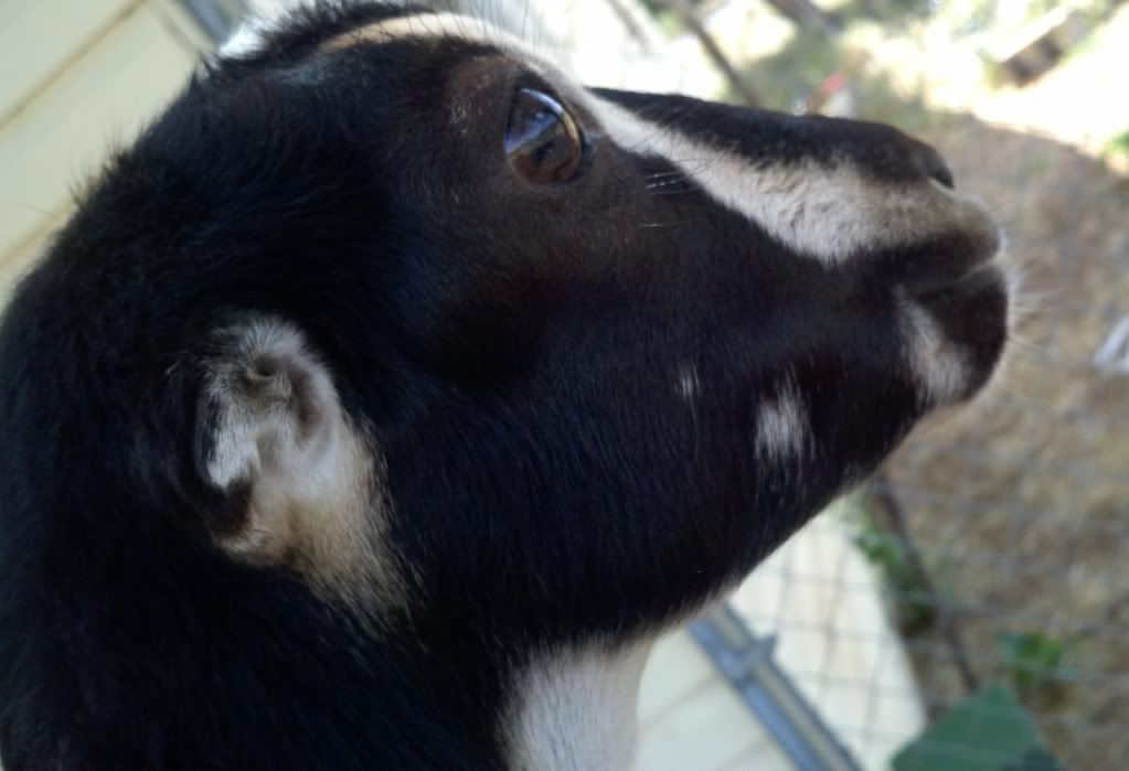 question about lamanchas - Goats