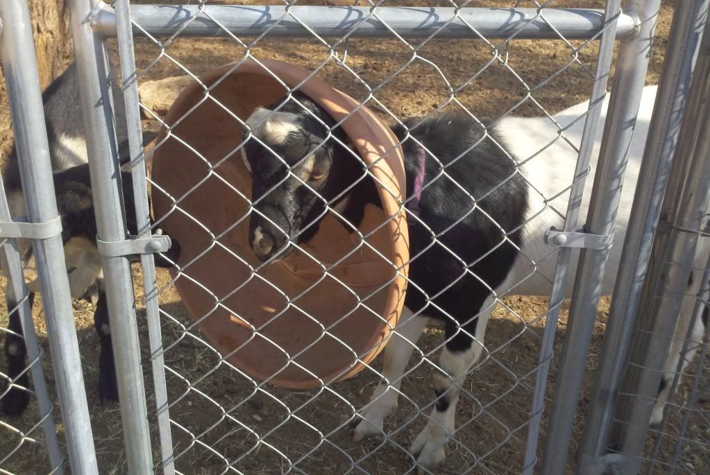 It would be the Lamancha... - Goats