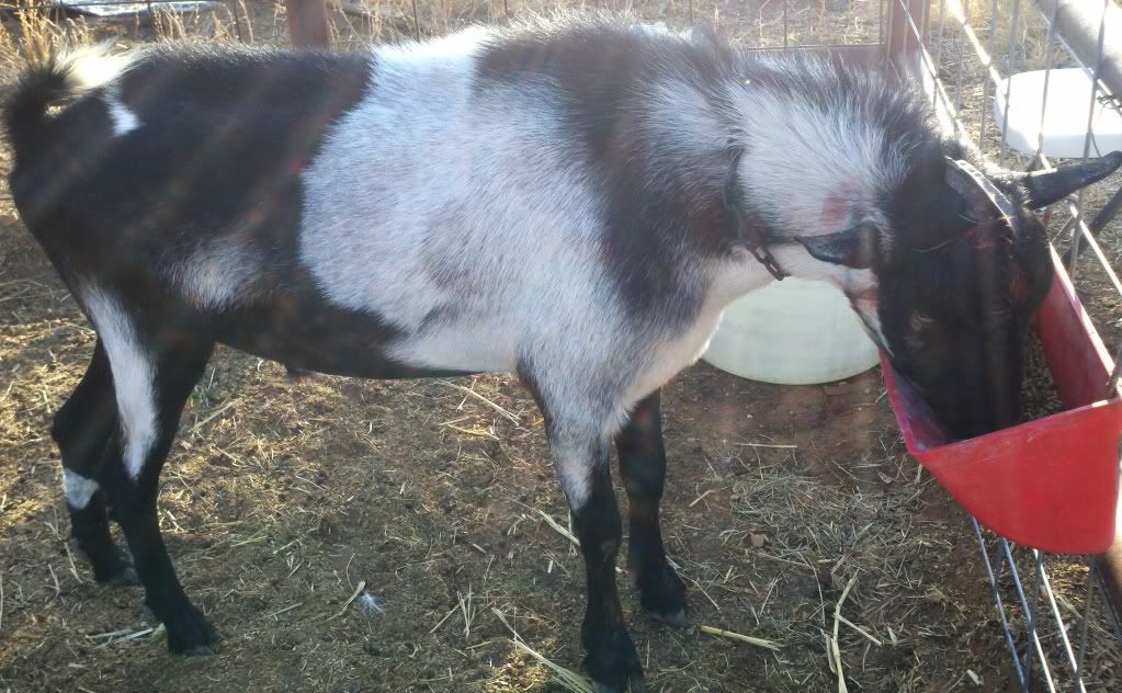 New buck is home! (pics) - Goats