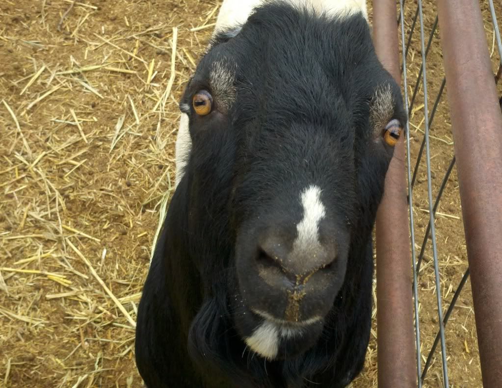 New buck is home! (pics) - Goats