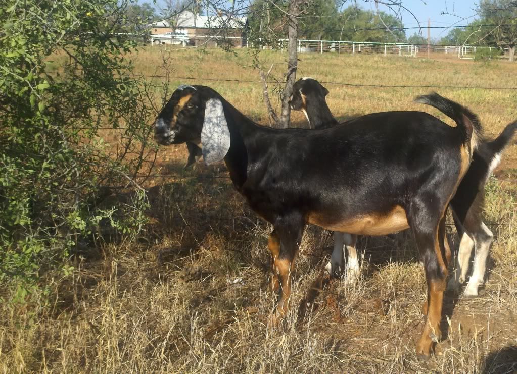 Luck just may be on my side.... (updated - more pics) - Goats