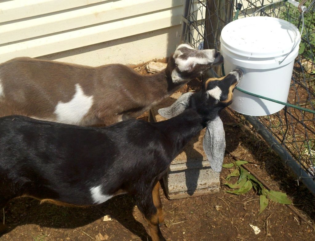 Question for those that bottle raise. - Goats