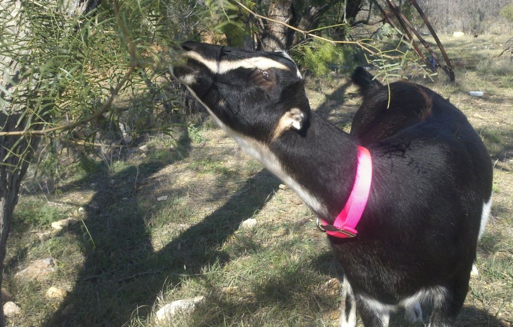 New collars (pics) - Goats