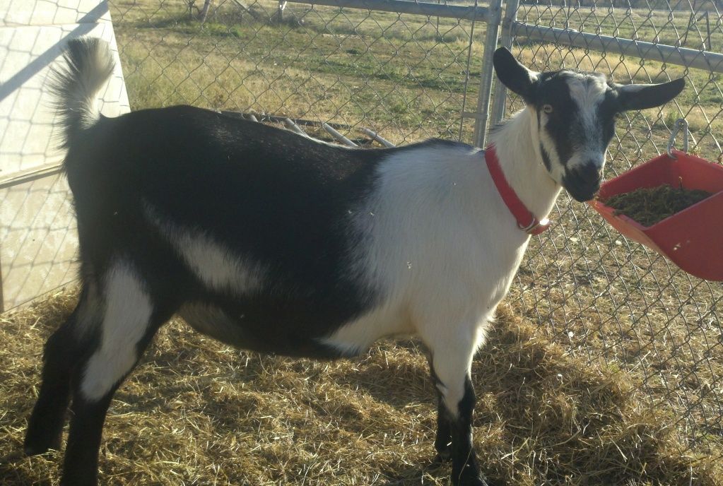 New collars (pics) - Goats