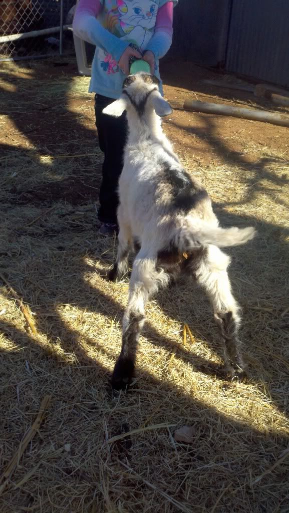 Sam update & pics - Goats