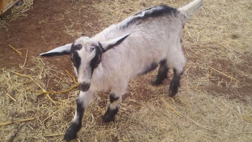 Sam update & pics - Goats