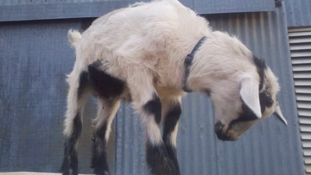 Sam update & pics - Goats
