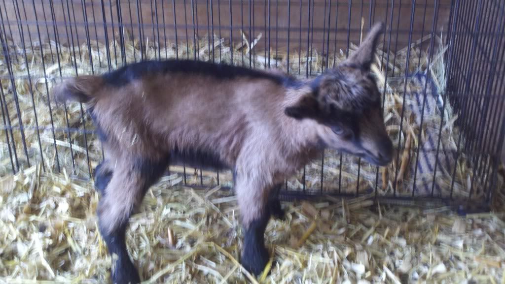 She did it!!!! - Goats