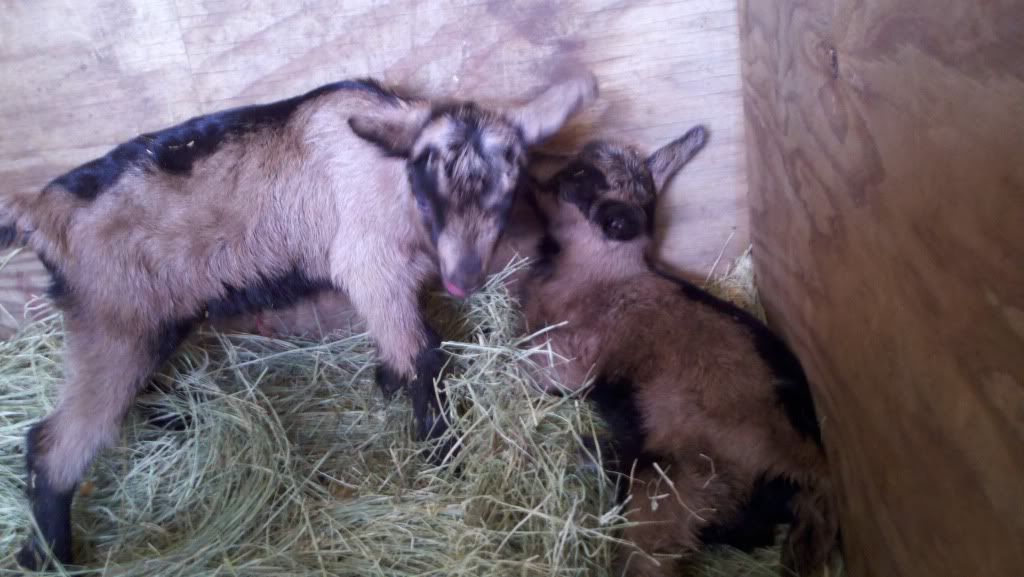 She did it!!!! - Goats