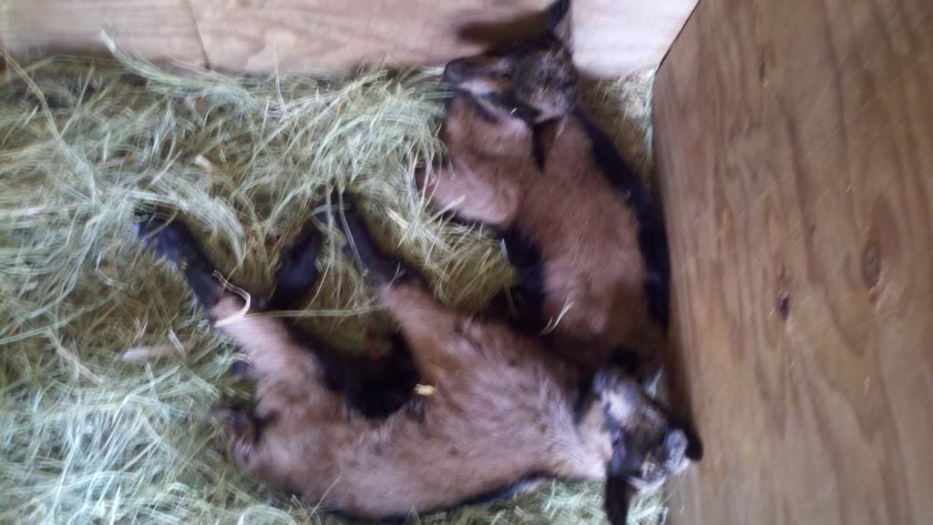 She did it!!!! - Goats