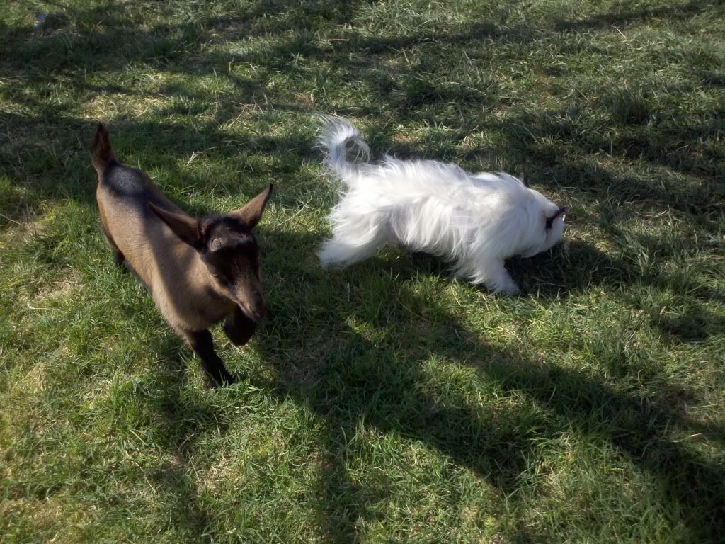 Jack Russel Terrier ?? - Goats