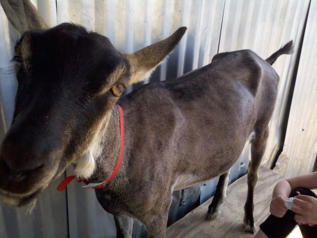 Oy..I must be crazy.. - Goats