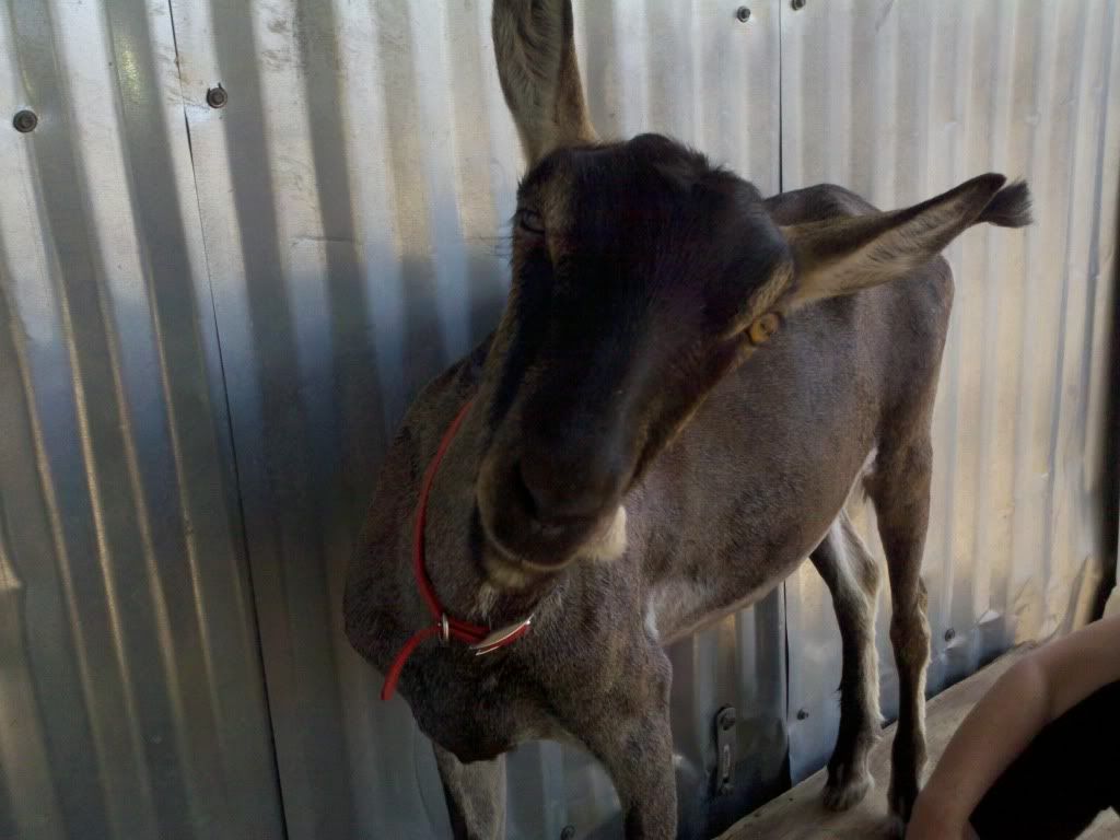 Oy..I must be crazy.. - Goats