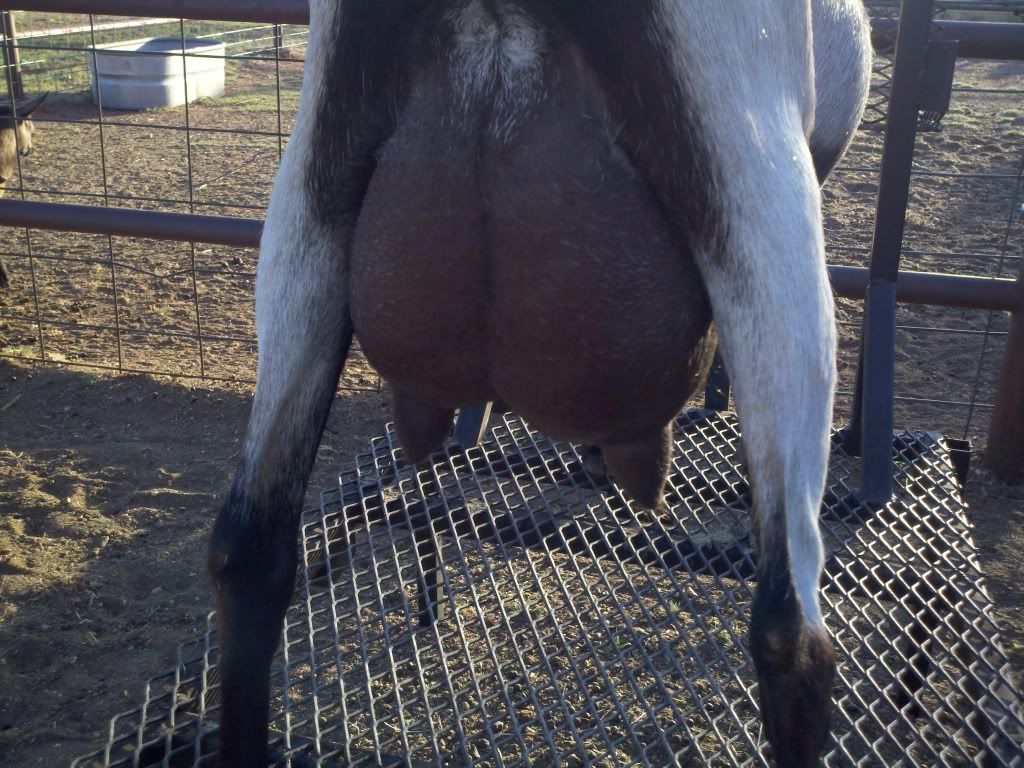 CL ad sent to me.....pics too. - Goats