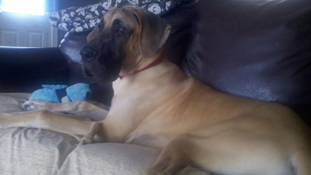 OT:Update on Bella(Great Dane) - Goats