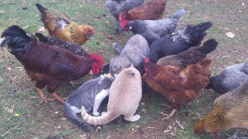 Mystery solved & a new visitor.. - Poultry