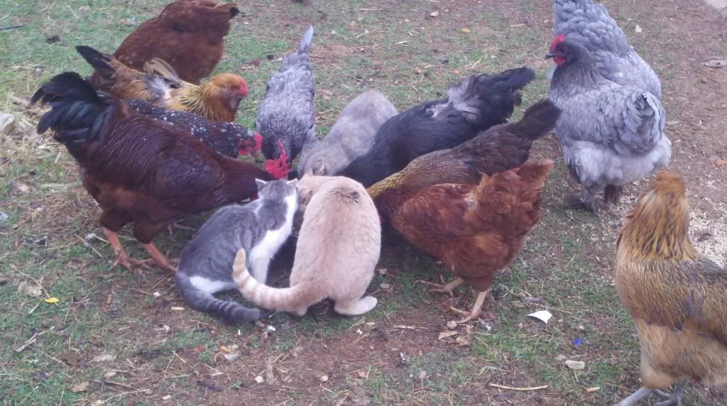 Mystery solved & a new visitor.. - Poultry