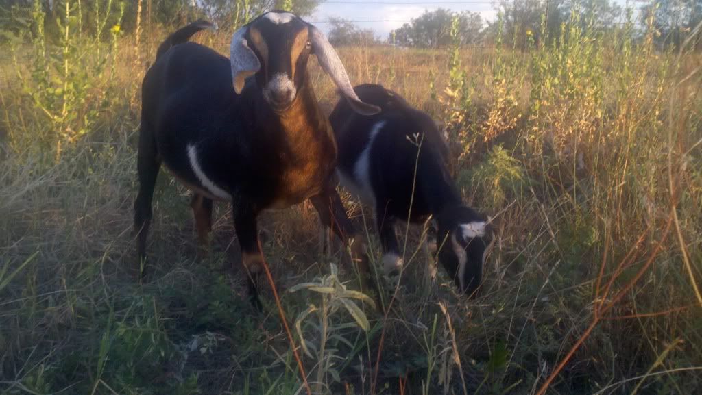 Luck just may be on my side.... (updated - more pics) - Goats