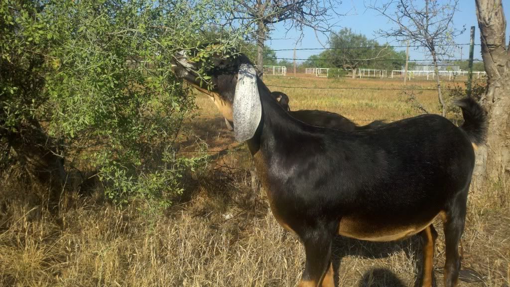 Luck just may be on my side.... (updated - more pics) - Goats