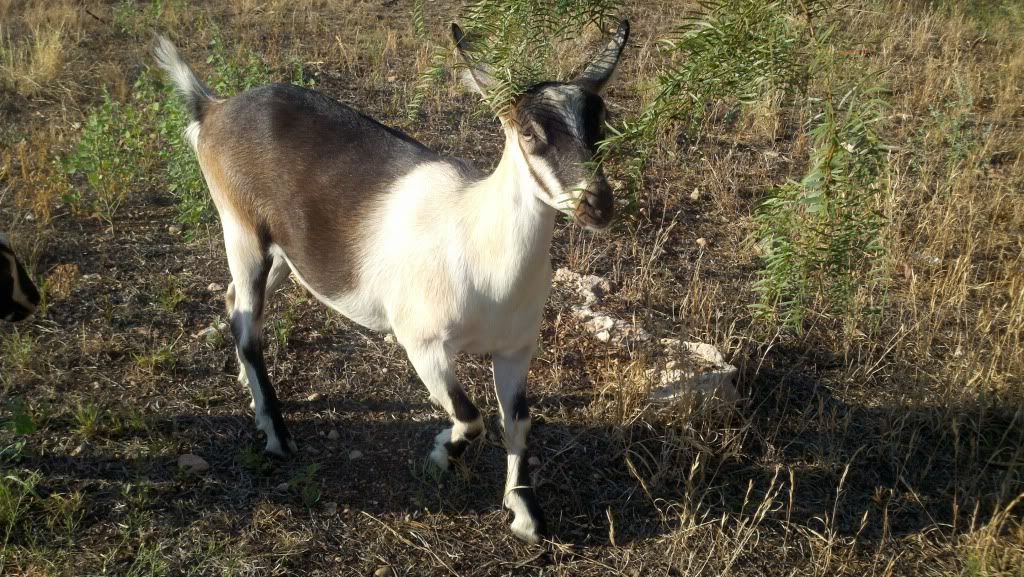 Luck just may be on my side.... (updated - more pics) - Goats