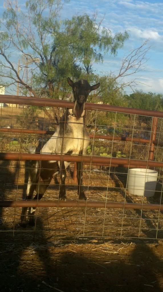 Breeding drama & suicidal goats... - Goats