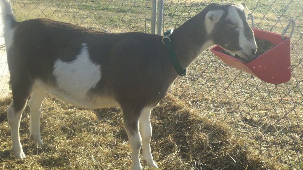 New collars (pics) - Goats