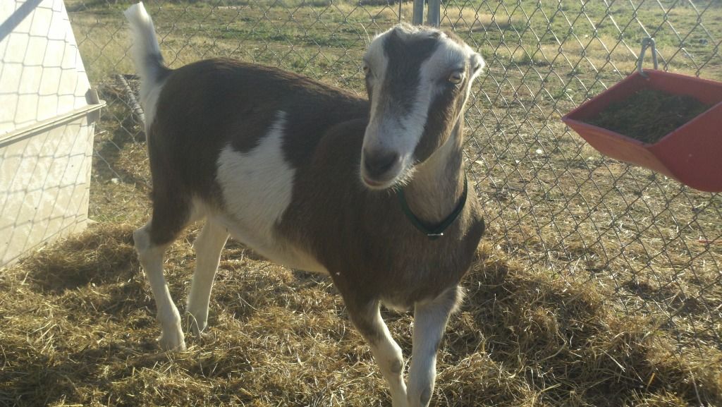 New collars (pics) - Goats