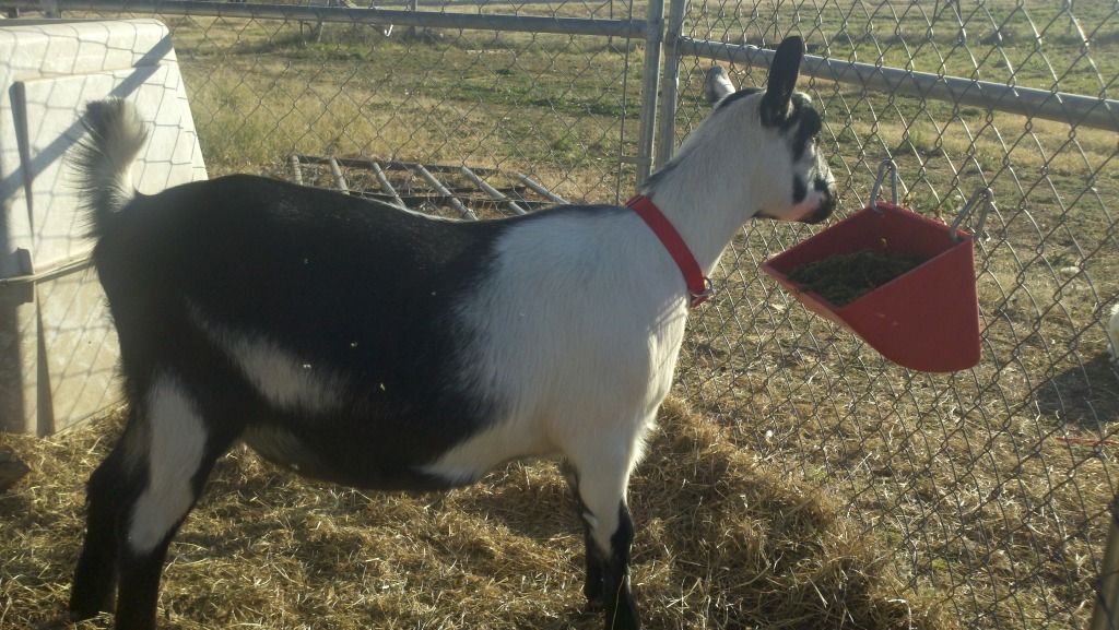 New collars (pics) - Goats