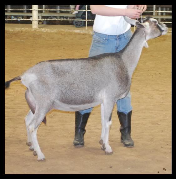 I got a picture of.... - Goats