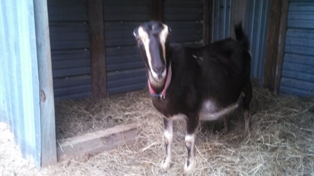 Star kidded!!!! Pictures included.. - Goats
