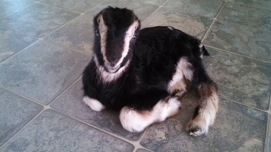 Star kidded!!!! Pictures included.. - Goats