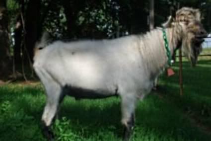 I got a picture of.... - Goats