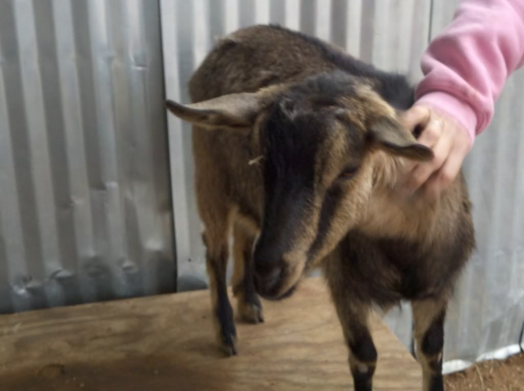 A few pictures... - Goats