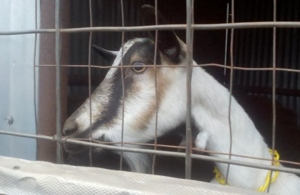 A few pictures... - Goats