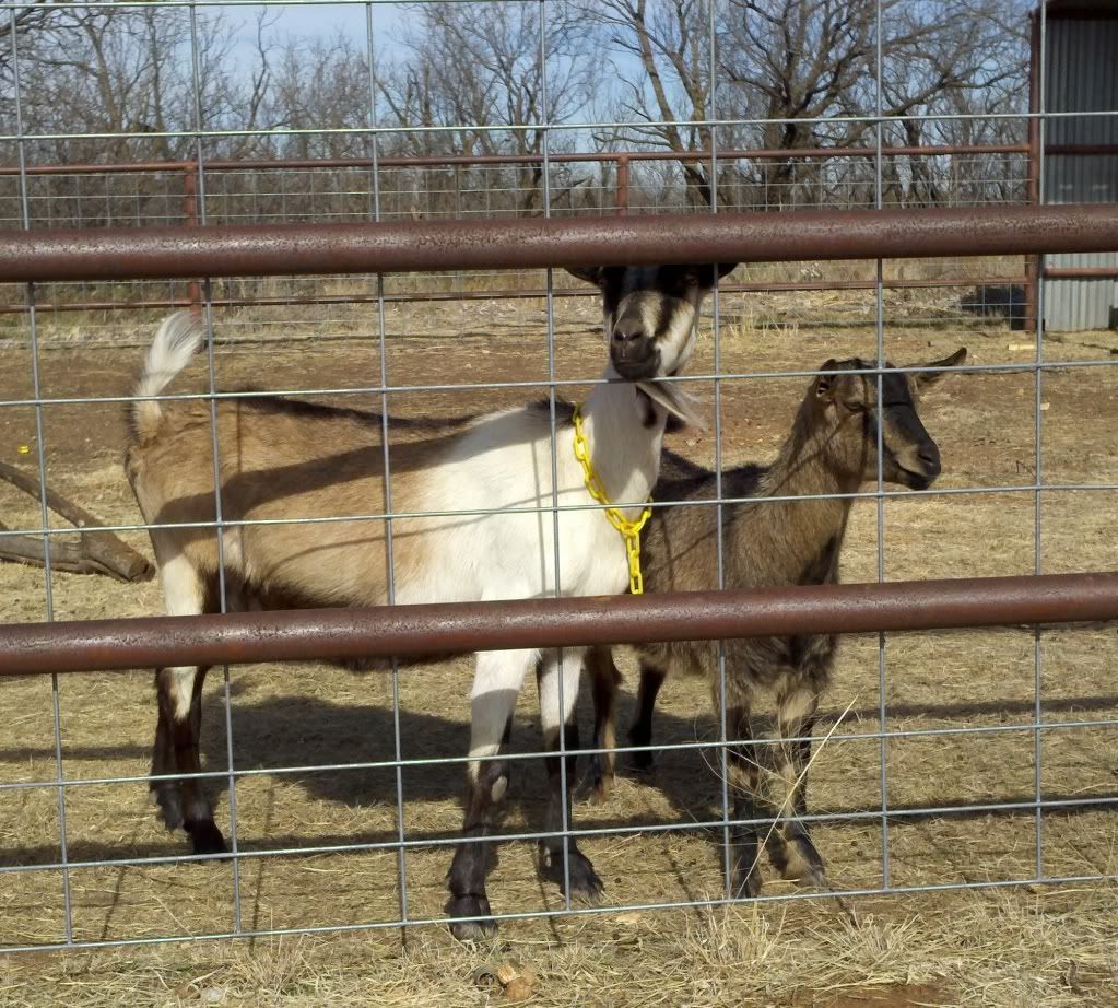 The difference minerals can make - Goats