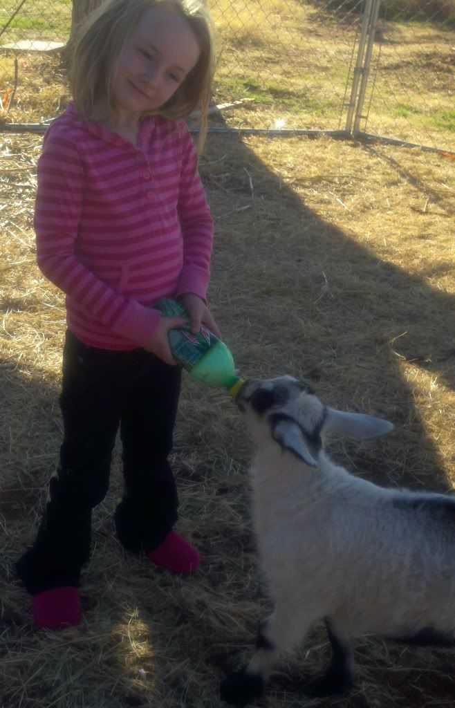 My Munchkin & The Bottle Baby (pics) - Goats