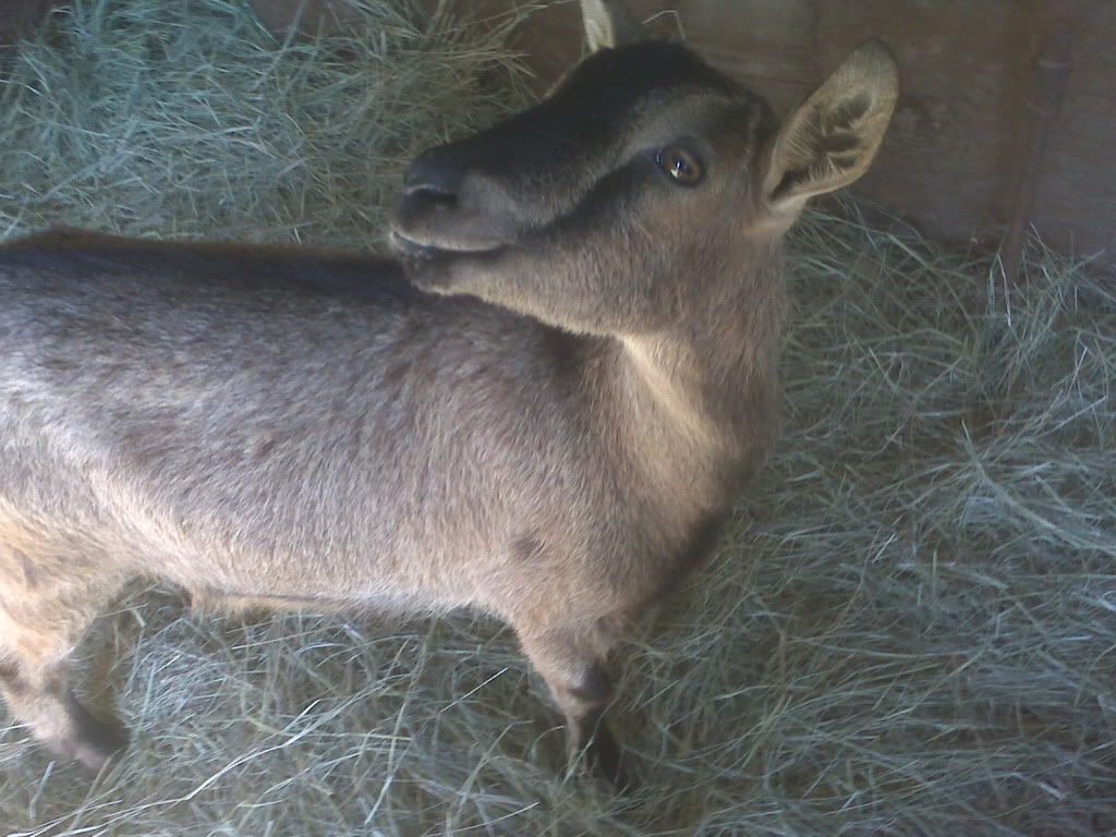 Here they are! (Promised pictures included) - Goats