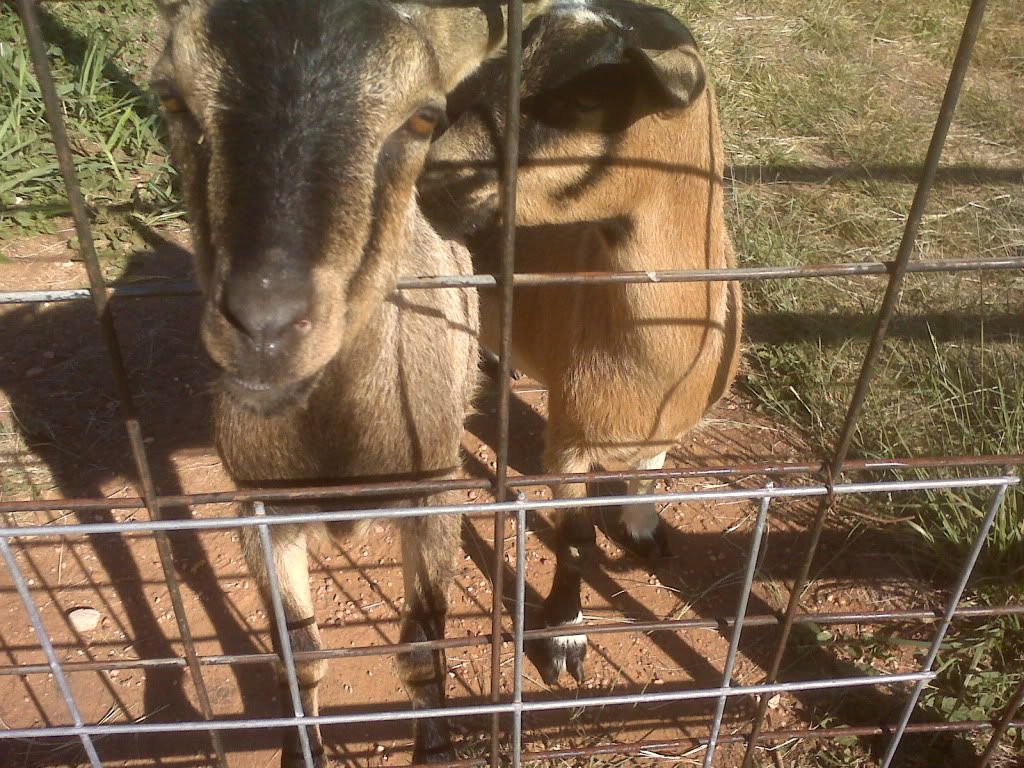 Here they are! (Promised pictures included) - Goats